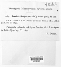 Puccinia recondita image